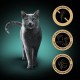 Sheba Classics in Pate - Finest Wet Cat Food in Bowl - Fish Variation (MSC) with Salmon, White Fish, Tuna and Cod - 32 x 85 g Sheba Classics in Pate - Finest Wet Cat Food in Bowl - Fish Variation (MSC) with Salmon, White Fish, Tuna and Cod - 32 x 85 g