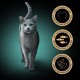 Sheba Portion Bag Cat Wet Food Multipack Fresh & Fine in Jelly with Tuna and Salmon MSC, 6 x 6 x 50 g - Healthy Meals for Cats with Jelly Sheba Portion Bag Cat Wet Food Multipack Fresh & Fine in Jelly with Tuna and Salmon MSC, 6 x 6 x 50 g - Healthy Meals for Cats with Jelly