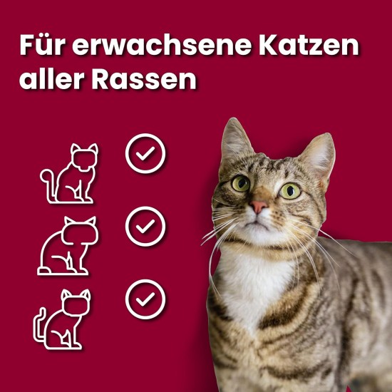 vom Feinsten Senior Cat Food Wet Wet Food Variety (32 x 100 g), Cat Food from 7 Years by animonda, without Grains and Sugar, with Fresh, Meaty Ingredients vom Feinsten Senior Cat Food Wet Wet Food Variety (32 x 100 g), Cat Food from 7 Years by animonda, without Grains and Sugar, with Fresh, Meaty Ingredients