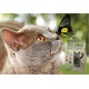 CROCI Cat Litter Eco Clean, 10 Litre