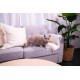 Sanicat Classic Cat Litter Fragrance Free | Fast Absorption | High Quality Product for Your Pet's Hygiene | Dust Free | Pack Size 10L