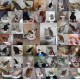 Litter Kwitter Cat Toilet Training System Litter Kwitter Cat Toilet Training System