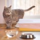 Nobleza 36 Bags Hygiene Bags, Cat Litter Tray, Change Cat Litter, L 60 x 50 cm