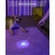 UV Torch Pack of 2 Black Light 395 nm Ultraviolet Light Lamp Zoomable Detector for Pet Urine and Bed Bugs Powered by AAA Batteries (Black Light, Pack of 2, Without Battery) UV Torch Pack of 2 Black Light 395 nm Ultraviolet Light Lamp Zoomable Detector for Pet Urine and Bed Bugs Powered by AAA Batteries (Black Light, Pack of 2, Without Battery)