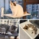 2 Window Lounger for Cats, 52 x 30 cm, Cat Hammock with Sturdy Suction Cups, Cat Window Lounger, Foldable Cat Bed, Window, Windowsill, Cat Lounger, up to 20 kg, for Smooth Surfaces 2 Window Lounger for Cats, 52 x 30 cm, Cat Hammock with Sturdy Suction Cups, Cat Window Lounger, Foldable Cat Bed, Window, Windowsill, Cat Lounger, up to 20 kg, for Smooth Surfaces
