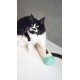 Aime XXL Cat Scratching Post Tube Mint + 3 Balls 29 cm Pack of 1 Aime XXL Cat Scratching Post Tube Mint + 3 Balls 29 cm Pack of 1