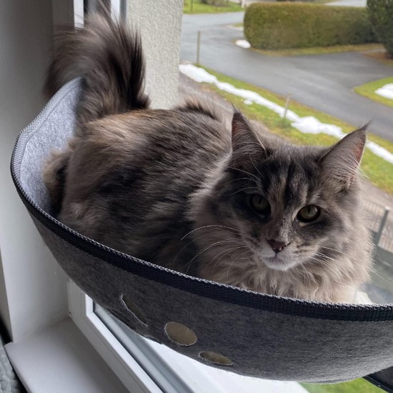 Aoresac Cat Window Lounger with Mats and Suction Cup for Sunbathing, Up to 20 kg, 70 cm x 29 cm Aoresac Cat Window Lounger with Mats and Suction Cup for Sunbathing, Up to 20 kg, 70 cm x 29 cm