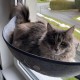 Aoresac Cat Window Lounger with Mats and Suction Cup for Sunbathing, Up to 20 kg, 70 cm x 29 cm Aoresac Cat Window Lounger with Mats and Suction Cup for Sunbathing, Up to 20 kg, 70 cm x 29 cm