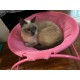 BUYTER Pat Bed, Cat Hammock, Freestanding, Raise Dog Sleeping Bed, Sturdy Structure, Removable, Excellent Breathability, Easy Assembly (Black, Winter) BUYTER Pat Bed, Cat Hammock, Freestanding, Raise Dog Sleeping Bed, Sturdy Structure, Removable, Excellent Breathability, Easy Assembly (Black, Winter)