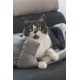 Beeztees Baboo Cat Bed, 48 x 37 x 18 cm, White Beeztees Baboo Cat Bed, 48 x 37 x 18 cm, White