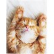 Blanket 100 x 125 cm Cuddly Blankets Soft Flannel Soft Fleece Blanket Bed Throw Kitten Cat Sleep Yellow Blanket 100 x 125 cm Cuddly Blankets Soft Flannel Soft Fleece Blanket Bed Throw Kitten Cat Sleep Yellow