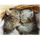 Blanket 150 x 200 cm Cuddly Blankets Soft Flannel Soft Fleece Blanket Bed Throw One Pair Cute Cats Blanket 150 x 200 cm Cuddly Blankets Soft Flannel Soft Fleece Blanket Bed Throw One Pair Cute Cats