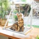 CATISM Foldable Cat Window Lounger with Cushion up to 20 kg, Cat Hammock Window Seat, Cat Window Hammocks Bed for Indoor Cats, Large Cats Perch with Sturdy Suction Cup (50 x 38 cm) CATISM Foldable Cat Window Lounger with Cushion up to 20 kg, Cat Hammock Window Seat, Cat Window Hammocks Bed for Indoor Cats, Large Cats Perch with Sturdy Suction Cup (50 x 38 cm)