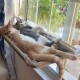 Cat Hammock, Sunbathing Cat Window Lounger, Cat Hammock, Holds up to 15 kg Hammock for Cats Cat Hammock, Sunbathing Cat Window Lounger, Cat Hammock, Holds up to 15 kg Hammock for Cats