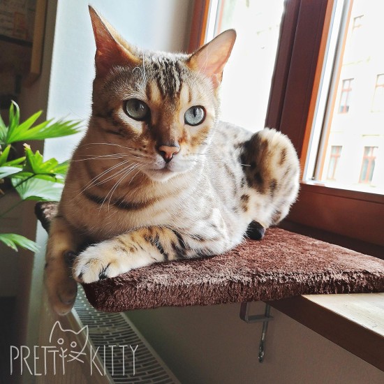 Cat Window Bed: Cuddly Cat Window Lounger for Windowsill, Premium Fluffy Cat Bed for Windows, Window Sill, Washable, 34 x 44 cm, Window Sill Lounger Cat Window Bed: Cuddly Cat Window Lounger for Windowsill, Premium Fluffy Cat Bed for Windows, Window Sill, Washable, 34 x 44 cm, Window Sill Lounger