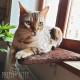 Cat Window Bed: Cuddly Cat Window Lounger for Windowsill, Premium Fluffy Cat Bed for Windows, Window Sill, Washable, 34 x 44 cm, Window Sill Lounger Cat Window Bed: Cuddly Cat Window Lounger for Windowsill, Premium Fluffy Cat Bed for Windows, Window Sill, Washable, 34 x 44 cm, Window Sill Lounger