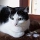 Cat Window Bed: Cuddly Cat Window Lounger for Windowsill, Premium Fluffy Cat Bed for Windows, Window Sill, Washable, 34 x 44 cm, Window Sill Lounger Cat Window Bed: Cuddly Cat Window Lounger for Windowsill, Premium Fluffy Cat Bed for Windows, Window Sill, Washable, 34 x 44 cm, Window Sill Lounger