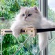 Cat Window Seats (up to 15 kg), Window Lounger Hammock for Cats with Solid Wood and Metal, Sturdy Window Sill, Hanging Bed Window with Suction Cup Cat Window Seats (up to 15 kg), Window Lounger Hammock for Cats with Solid Wood and Metal, Sturdy Window Sill, Hanging Bed Window with Suction Cup