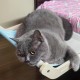 Chingcoo Cat Lounger Balcony, Window Mat for Heating, Heating Body Mat for Cat Windows, Cats Window Lounger, Window Seat, Cat Bed, Window Sill Chingcoo Cat Lounger Balcony, Window Mat for Heating, Heating Body Mat for Cat Windows, Cats Window Lounger, Window Seat, Cat Bed, Window Sill