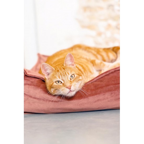Designed by Lotte Velveti Cat Cushion, Velvet, Green, 50 x 50 x 20 cm Designed by Lotte Velveti Cat Cushion, Velvet, Green, 50 x 50 x 20 cm