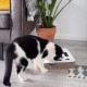 District 70 SPY - Interactive Cat Toy for Cats Made of Corrugated Cardboard with Marble Track - 35 x 35 x 6 cm (One Size) - Black District 70 SPY - Interactive Cat Toy for Cats Made of Corrugated Cardboard with Marble Track - 35 x 35 x 6 cm (One Size) - Black