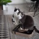 District 70 SPY - Interactive Cat Toy for Cats Made of Corrugated Cardboard with Marble Track - 35 x 35 x 6 cm (One Size) - Black District 70 SPY - Interactive Cat Toy for Cats Made of Corrugated Cardboard with Marble Track - 35 x 35 x 6 cm (One Size) - Black