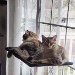 Dracarys Cat Hammock Window | for Large Cats up to 20 kg | Reinforced Cat Hammock with Strong Suction Cup | Sunbathing Cat Bed Pet Bed, Suitable for Window Length ≥76 cm and Height ≥64 cm Dracarys Cat Hammock Window | for Large Cats up to 20 kg | Reinforced Cat Hammock with Strong Suction Cup | Sunbathing Cat Bed Pet Bed, Suitable for Window Length ≥76 cm and Height ≥64 cm