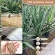 Fosoloni Sisal Rope for Scratching Post, 9 mm x 30 m, Natural Sisal Rope, Sisal Cat Tree Cord Including 3 Cat Toys, Scratching Post Sisal Rope for Cats, Scratching Post, Scratching Rope, Household Fosoloni Sisal Rope for Scratching Post, 9 mm x 30 m, Natural Sisal Rope, Sisal Cat Tree Cord Including 3 Cat Toys, Scratching Post Sisal Rope for Cats, Scratching Post, Scratching Rope, Household