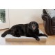 Furhaven Pet Ultra Plush Deluxe Egg-Crate Orthopedic Mat Dog Bed with Water-Resistant Base, Medium, Chocolate Furhaven Pet Ultra Plush Deluxe Egg-Crate Orthopedic Mat Dog Bed with Water-Resistant Base, Medium, Chocolate