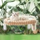 GUUSII HOME Cat Window Lounger, Foldable Cat Bed, Window Sill, Hammock, 4 Suction Cups, Window Sill Cushion, Machine Washable, Soft Plush, 54 x 30 cm (White, M) GUUSII HOME Cat Window Lounger, Foldable Cat Bed, Window Sill, Hammock, 4 Suction Cups, Window Sill Cushion, Machine Washable, Soft Plush, 54 x 30 cm (White, M)