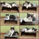 Generisch Cat Bed Washable as a Hammock Freestanding for Cats or Dog Bed for Small Dogs the Cat Sleeping Area for Pets (Light Grey) Generisch Cat Bed Washable as a Hammock Freestanding for Cats or Dog Bed for Small Dogs the Cat Sleeping Area for Pets (Light Grey)