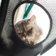 Gevvnss Window Cat Hammock for Cats up to 25 kg, Double Layer Cat Hammock for Indoor Cats, Reinforced Cat Window Seat with Strong Suction Cup, 51 x 31 cm, Window Sill Lounger Cat Gevvnss Window Cat Hammock for Cats up to 25 kg, Double Layer Cat Hammock for Indoor Cats, Reinforced Cat Window Seat with Strong Suction Cup, 51 x 31 cm, Window Sill Lounger Cat