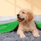 HTRTRR Quick Dry Dog Towel, 2 Pack Pet Dog Towels Super Microfiber, Soft, Comfortable and Absorbent (Yellow/Green, 60 x 120 cm) HTRTRR Quick Dry Dog Towel, 2 Pack Pet Dog Towels Super Microfiber, Soft, Comfortable and Absorbent (Yellow/Green, 60 x 120 cm)