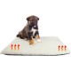 Heated Warm Blanket for Cats and Dogs, Soft Cushion for Cats and Dogs, Luxurious Sheep's Wool, Bed for Dogs and Cats, Washable, Colour Beige, 60 x 45 cm Heated Warm Blanket for Cats and Dogs, Soft Cushion for Cats and Dogs, Luxurious Sheep's Wool, Bed for Dogs and Cats, Washable, Colour Beige, 60 x 45 cm