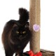 Kisangel Pack of 4 Replacement Ball for Cat Scratching Posts Toy Ball for Cat Scratching Post Replacement Ball for Cat Scratching Posts Spring Ball Toy for Cats Scratching Post Ball for Cats Plush Kisangel Pack of 4 Replacement Ball for Cat Scratching Posts Toy Ball for Cat Scratching Post Replacement Ball for Cat Scratching Posts Spring Ball Toy for Cats Scratching Post Ball for Cats Plush