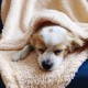 Kitten Blanket, Soft Warm Fluffy Fleece Sleeping Mat, Bed Blanket, Small Blanket, Pet Blanket, Suitable for Small Animals such as Kittens, Grey, 76 x 104 cm Kitten Blanket, Soft Warm Fluffy Fleece Sleeping Mat, Bed Blanket, Small Blanket, Pet Blanket, Suitable for Small Animals such as Kittens, Grey, 76 x 104 cm