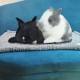 Kitten Blanket, Soft Warm Fluffy Fleece Sleeping Mat, Bed Blanket, Small Blanket, Pet Blanket, Suitable for Small Animals such as Kittens, Grey, 76 x 104 cm Kitten Blanket, Soft Warm Fluffy Fleece Sleeping Mat, Bed Blanket, Small Blanket, Pet Blanket, Suitable for Small Animals such as Kittens, Grey, 76 x 104 cm