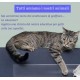 Kratzband für Katzen, Kratzschutz, 63,5 cm x 13,7 m - 25 Zoll x 15 y, doppelseitig, transparent, für Sofas, Türen, Tische und Möbel