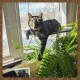 LSAIFATER All-round 360° Cat Hammock For Sunbathing, With Lower Support, Safety Iron, Window Seat For All Cats LSAIFATER All-round 360° Cat Hammock For Sunbathing, With Lower Support, Safety Iron, Window Seat For All Cats