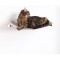 LucyBalu® Cat Hammock with Natural Felt | Hammock for Cats as a Cat Bed on the Wall I Cat Lounger for Wall with Metal Frame | Wall Bed Cat | Made in Germany I White/Sand LucyBalu® Cat Hammock with Natural Felt | Hammock for Cats as a Cat Bed on the Wall I Cat Lounger for Wall with Metal Frame | Wall Bed Cat | Made in Germany I White/Sand