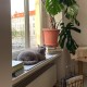 LucyBalu® Window Sill Cushion for Cats Made of Wool Felt | Lying Mat Window Sill Cat | Cat Window Bed Window Sill | Window Lounger as Cat Window Bed | Light Grey LucyBalu® Window Sill Cushion for Cats Made of Wool Felt | Lying Mat Window Sill Cat | Cat Window Bed Window Sill | Window Lounger as Cat Window Bed | Light Grey