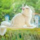 MEWOOFUN Cat Hammock Window Seats for Cats 54 x 30 cm Foldable Cat Bed Window with Sturdy Suction Cups up to 18 kg (Grey, Large) MEWOOFUN Cat Hammock Window Seats for Cats 54 x 30 cm Foldable Cat Bed Window with Sturdy Suction Cups up to 18 kg (Grey, Large)