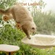 MEWOOFUN Cat Hammock with 2 Stairs, Cordless Window Bed with 3 Suction Cups, 68 cm Wide Wooden Hammock for Indoor Cats MEWOOFUN Cat Hammock with 2 Stairs, Cordless Window Bed with 3 Suction Cups, 68 cm Wide Wooden Hammock for Indoor Cats