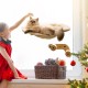 MEWOOFUN Cat Hammock with 2 Stairs, Cordless Window Bed with 3 Suction Cups, 68 cm Wide Wooden Hammock for Indoor Cats MEWOOFUN Cat Hammock with 2 Stairs, Cordless Window Bed with 3 Suction Cups, 68 cm Wide Wooden Hammock for Indoor Cats