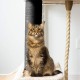 Mouhiv Sisal, Jute Rope for Repairing and Replacing Cat Scratching Posts, 100% Natural Braided Craft Cord for DIY Kittens, Scratching Kicker Toy, Home Office Garden Decoration, Recycling Mouhiv Sisal, Jute Rope for Repairing and Replacing Cat Scratching Posts, 100% Natural Braided Craft Cord for DIY Kittens, Scratching Kicker Toy, Home Office Garden Decoration, Recycling