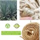 Parain Sisal Rope for Scratching Post, Cat Tree, Natural Sisal Rope, 6 mm (6 mm, 10 m) Parain Sisal Rope for Scratching Post, Cat Tree, Natural Sisal Rope, 6 mm (6 mm, 10 m)