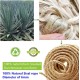 Parain Sisal Rope for Scratching Post, Cat Tree, Natural Sisal Rope, 6 mm (6 mm, 10 m) Parain Sisal Rope for Scratching Post, Cat Tree, Natural Sisal Rope, 6 mm (6 mm, 10 m)