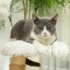 PawHut Scratching Post, 81 cm Scratching Post, Sisal Cat Scratching Post with Play Ball, Scratching Post for Cats, Scratching Furniture for Cats up to 5 kg, Indoor, Grey, Cream PawHut Scratching Post, 81 cm Scratching Post, Sisal Cat Scratching Post with Play Ball, Scratching Post for Cats, Scratching Furniture for Cats up to 5 kg, Indoor, Grey, Cream