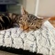 Petace Self-Heating Blanket Cat, Electric Blanket for Cats and Dogs, Pet Heat Pad for Indoor and Outdoor Use, Non-Slip Self-Warming Heating Mat, Thermal Blanket, 60 x 45 cm Petace Self-Heating Blanket Cat, Electric Blanket for Cats and Dogs, Pet Heat Pad for Indoor and Outdoor Use, Non-Slip Self-Warming Heating Mat, Thermal Blanket, 60 x 45 cm