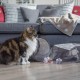 Petface Angry Mouse Donut Cat Bed Petface Angry Mouse Donut Cat Bed